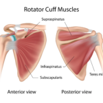 Rotator Cuff Muscles